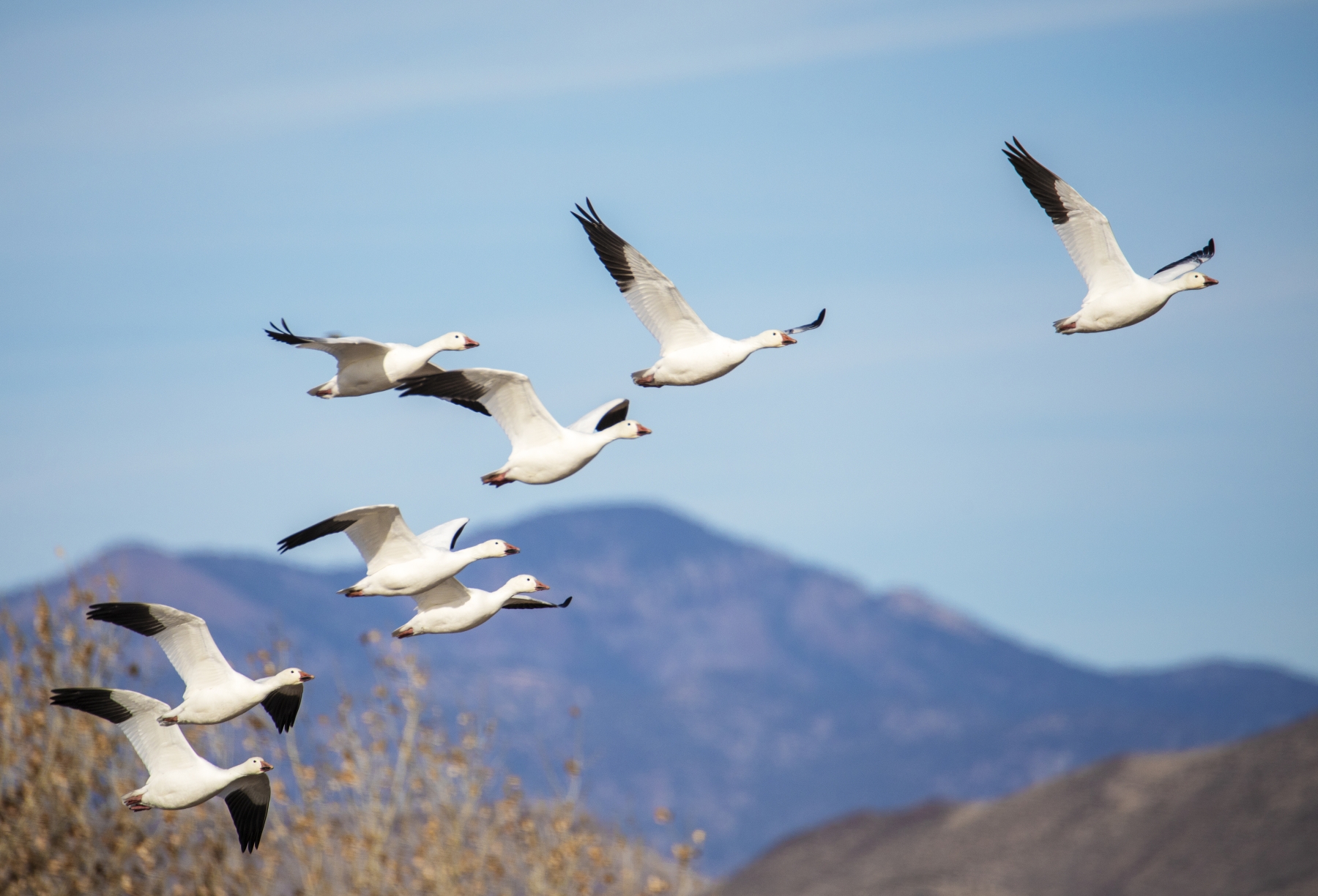 Snow Geese, Bosque del Apache National Wildlife Refuge, New Mexico